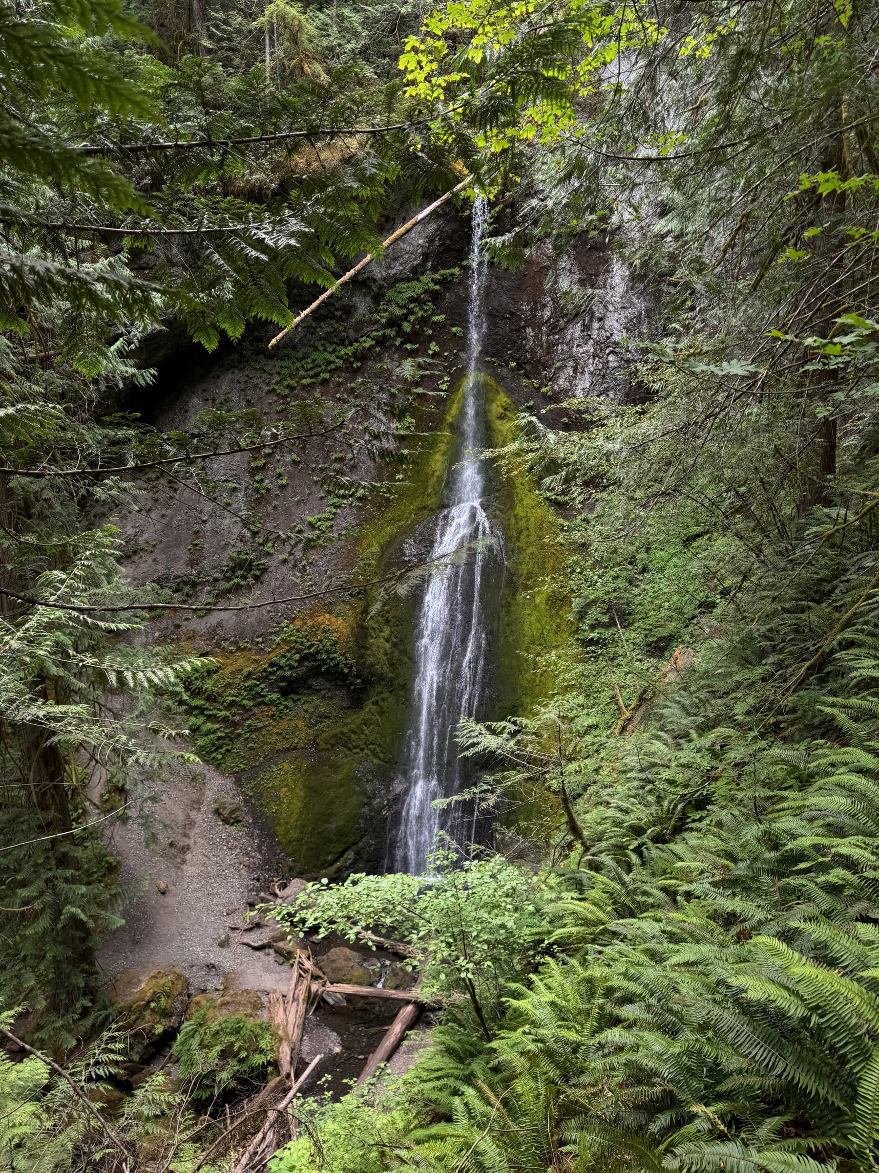 Marymere Falls, a tall thin ribbon of water falling down a moss-covered cliff surrounded by ferns