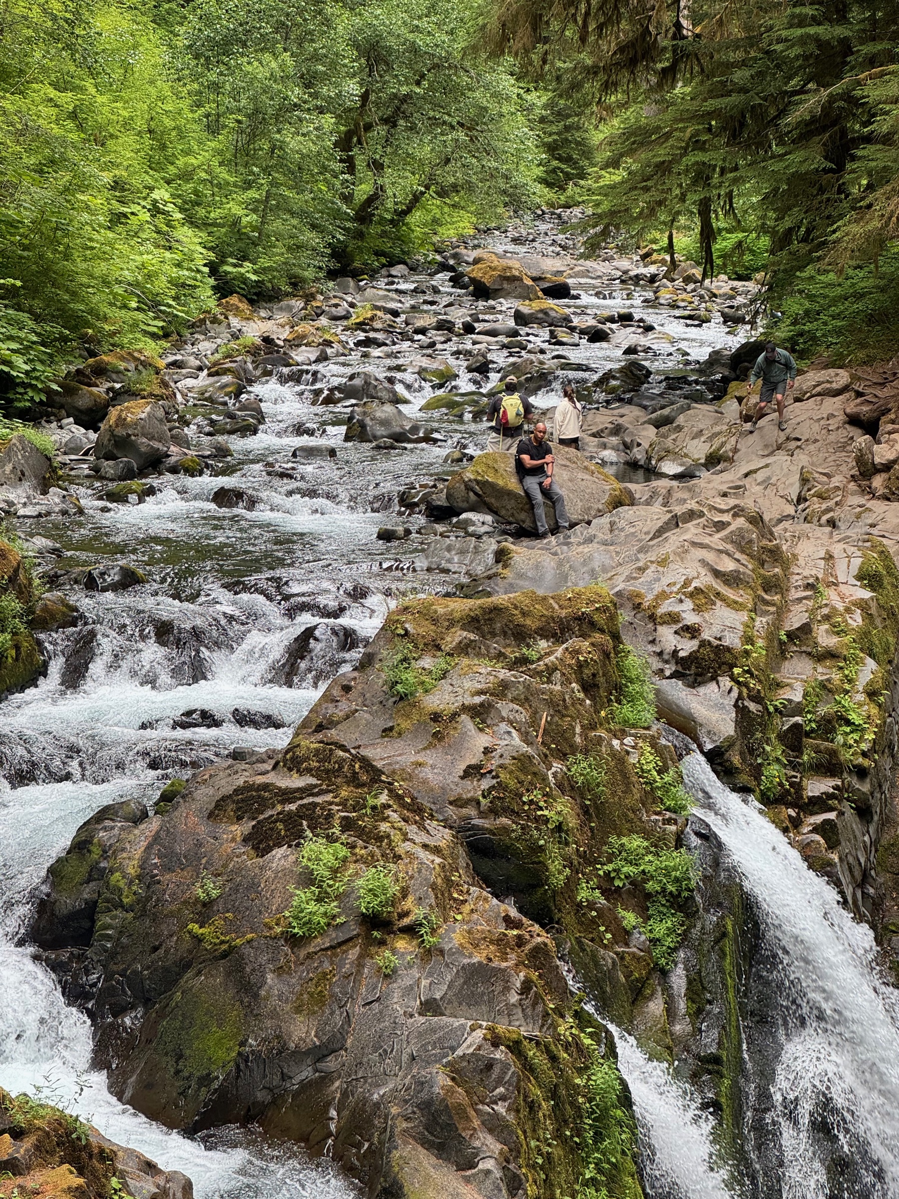 A cascade tumbling over mossy boulders through old-growth forest on the Sol Duc trail, Olympic National Park